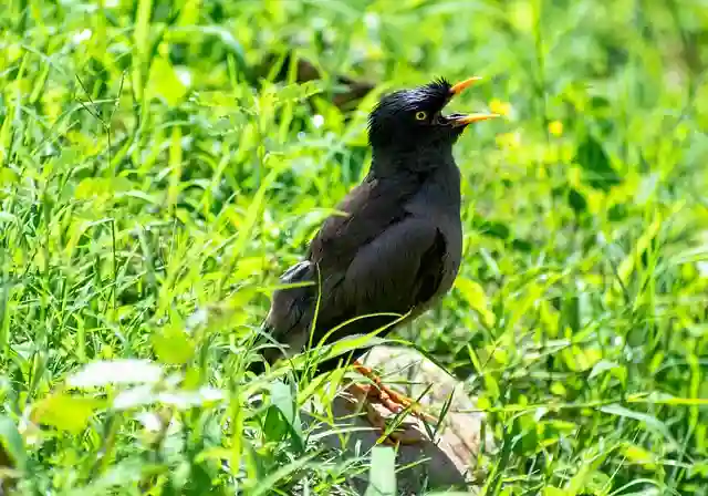 ময়না পাখির ছবি ডাউনলোড / ময়না পাখির পিকচার