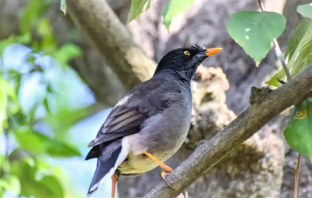 ময়না পাখির ছবি ডাউনলোড / ময়না পাখির পিকচার