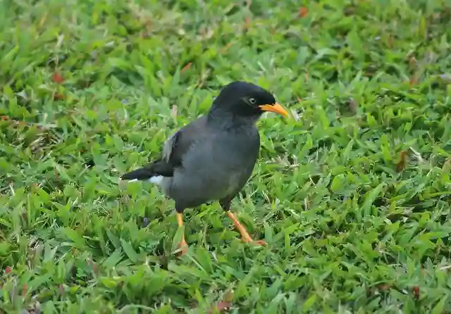 ময়না পাখির ছবি ডাউনলোড / ময়না পাখির পিকচার