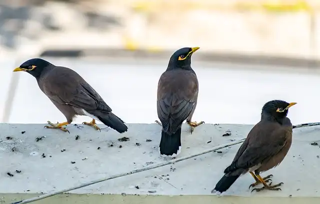 ময়না পাখির ছবি ডাউনলোড / ময়না পাখির পিকচার