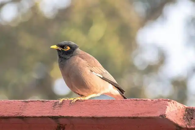 ময়না পাখির ছবি ডাউনলোড / ময়না পাখির পিকচার