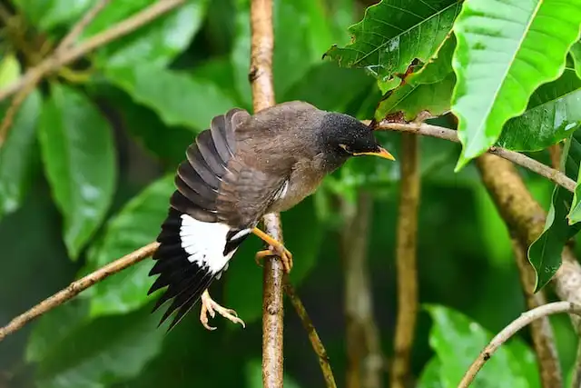 ময়না পাখির ছবি ডাউনলোড / ময়না পাখির পিকচার