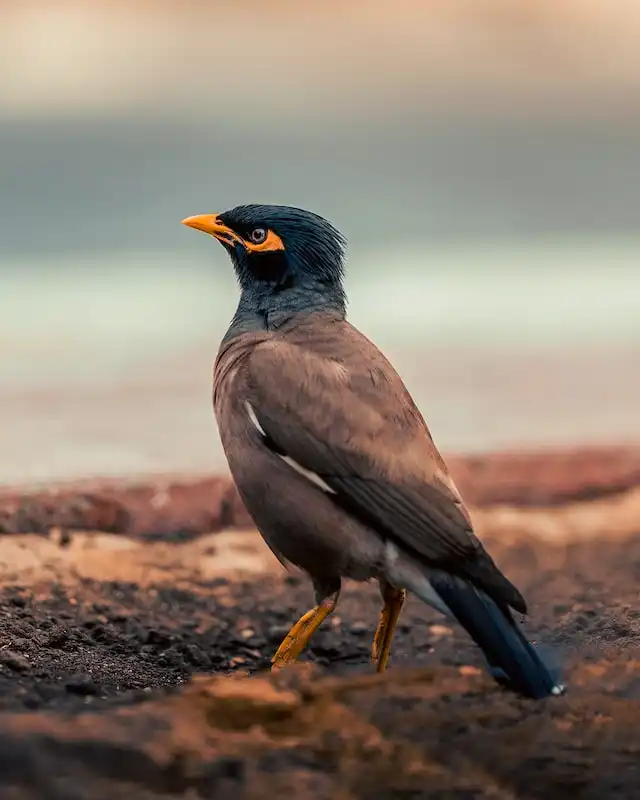 ময়না পাখির ছবি ডাউনলোড / ময়না পাখির পিকচার