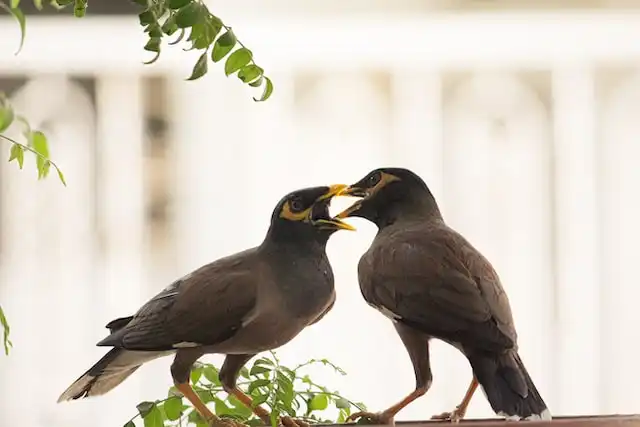 ময়না পাখির ছবি ডাউনলোড / ময়না পাখির পিকচার