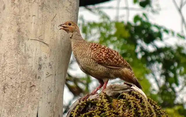 250+ বিভিন্ন পাখির ছবি / বিভিন্ন ধরনের পাখির ছবি ডাউনলোড