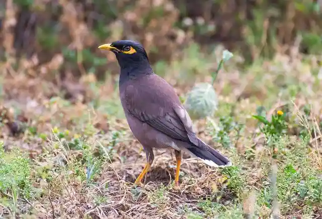 250+ বিভিন্ন পাখির ছবি / বিভিন্ন ধরনের পাখির ছবি ডাউনলোড