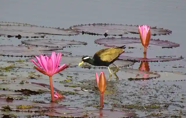 250+ বিভিন্ন পাখির ছবি / বিভিন্ন ধরনের পাখির ছবি ডাউনলোড