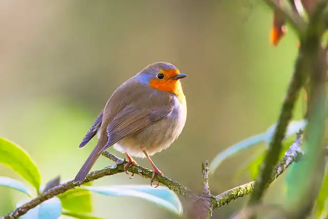 250+ বিভিন্ন পাখির ছবি / বিভিন্ন ধরনের পাখির ছবি ডাউনলোড