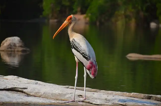 250+ বিভিন্ন পাখির ছবি / বিভিন্ন ধরনের পাখির ছবি ডাউনলোড