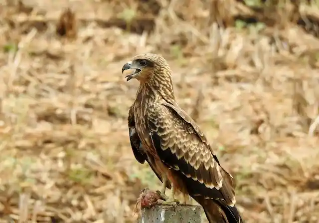 250+ বিভিন্ন পাখির ছবি / বিভিন্ন ধরনের পাখির ছবি ডাউনলোড