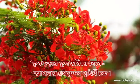 ফুল নিয়ে ক্যাপশন (গোলাপ, শাপলা, জবা, সূর্যমুখী ইত্যাদি ফুলের ক্যাপশন)