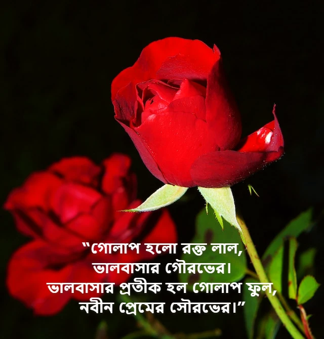 গোলাপ নিয়ে কবিতা